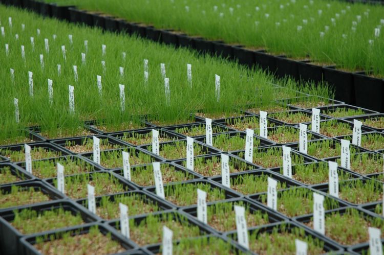 Door middel van selectie en stressproeven worden de grassen verder ontwikkeld.