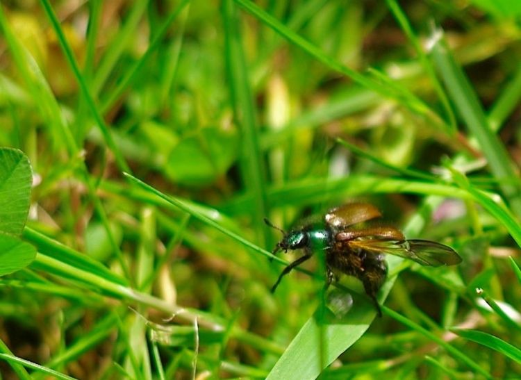 Ook de engerlingen van de Rozenkever houden niet van de droogte