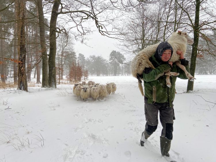De herder drijft de groep schapen naar de trailer. Foto: JMRegelinkfoto
