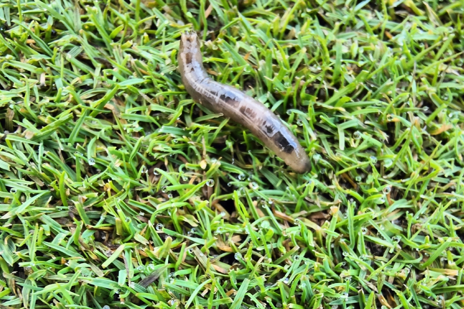 Emelten op de green. Foto: Tristan van Dijken.